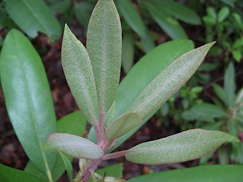 Rhododendron after leaves are gone at Hanging Rock State Park