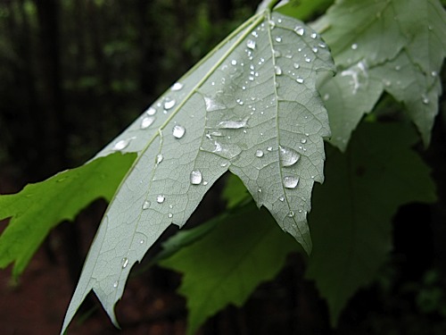 Water droplets on leaf at Hanging Rock State Park