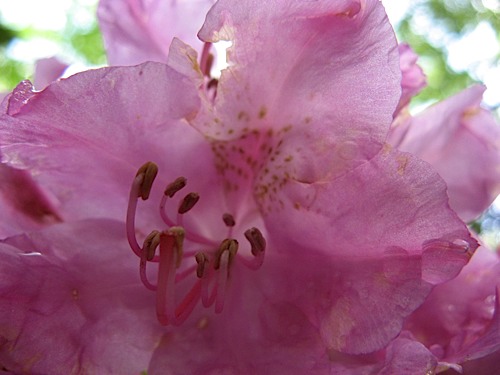 Rhododendron closeup at Hanging Rock State Park
