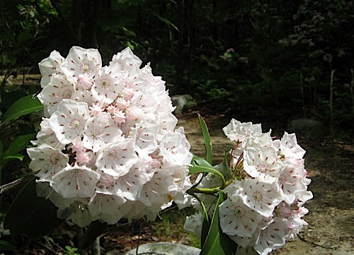 Mountain Laurel along the trail at Hanging Rock