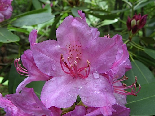 Water drops on rhododendron at Hanging Rock State Park