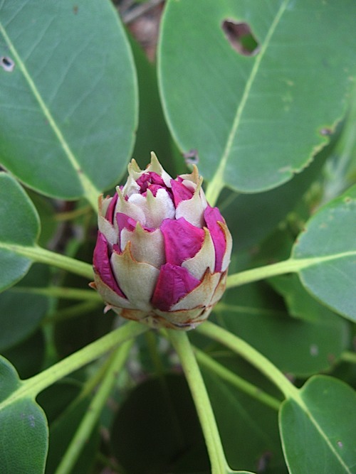 Rhododendron bud at Hanging Rock State Park