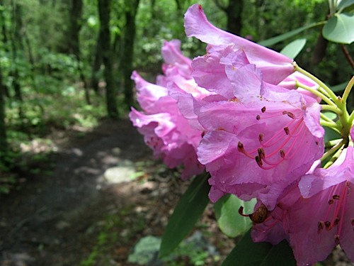 Rhododendron along trail at Hanging Rock State Park