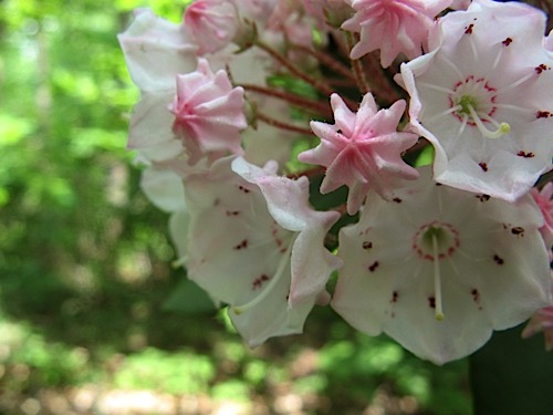 Mountain Laurel buds and blooms at Hanging Rock State Park