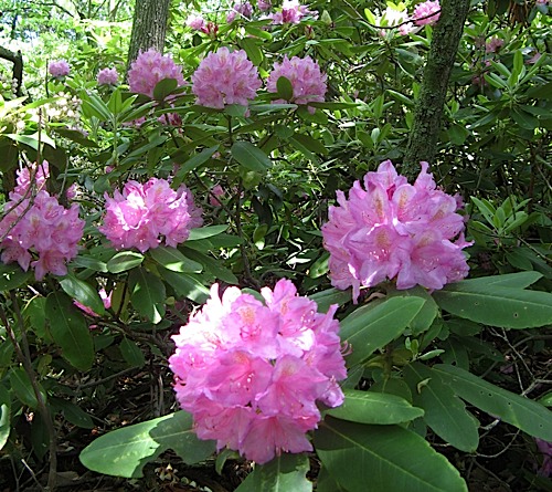 Bunch of Rhododendron in bloom at Hanging Rock State Park