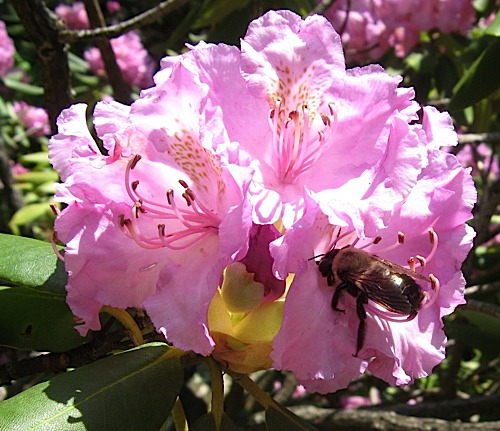 Bee on a rhododendron