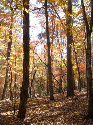 Picture of forest for article on how hikers can avoid getting lost in the wilderness