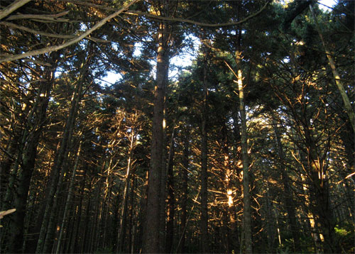 Forest along the Appalachian Trail near Carvers Gap and Roan Highlands