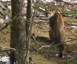 Mountain Lion at Grandfather Mountain