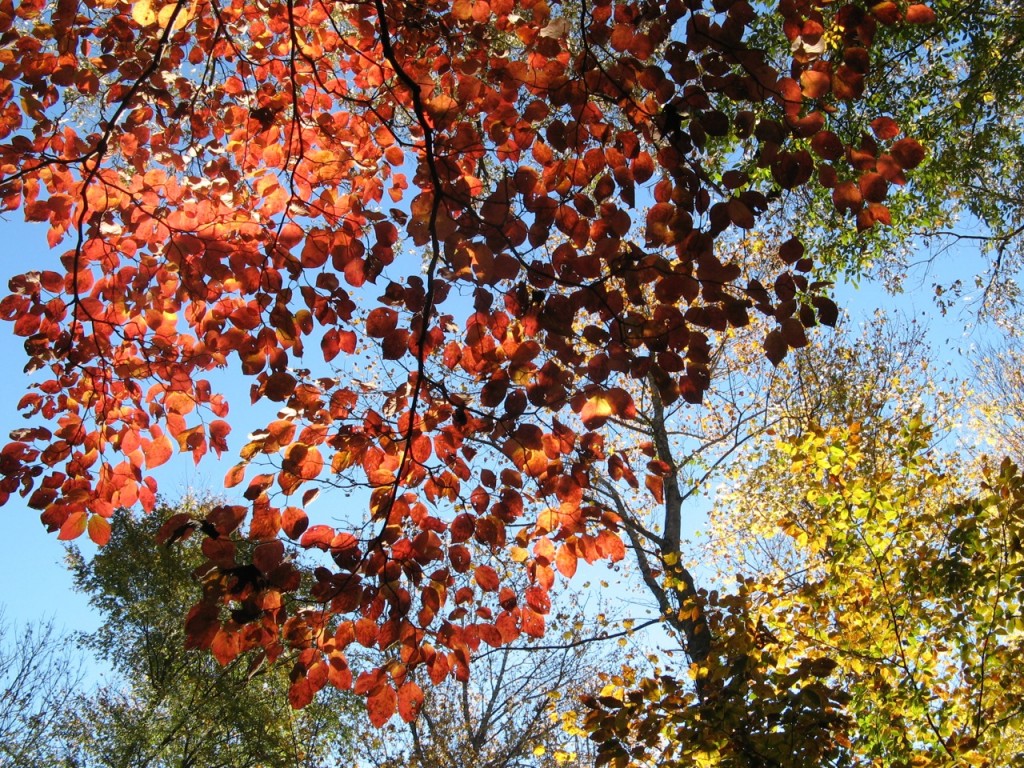 Some of the color on the trails at Tanglewood Park.