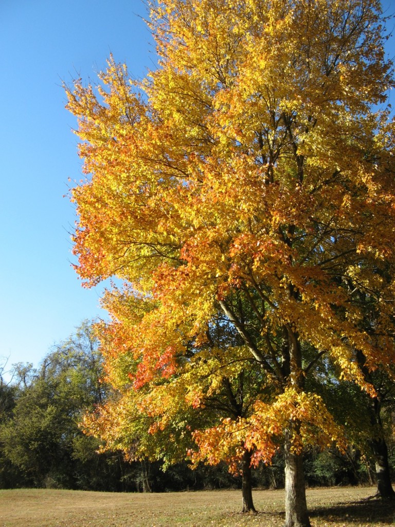 One of the many trees at Tanglewood park.