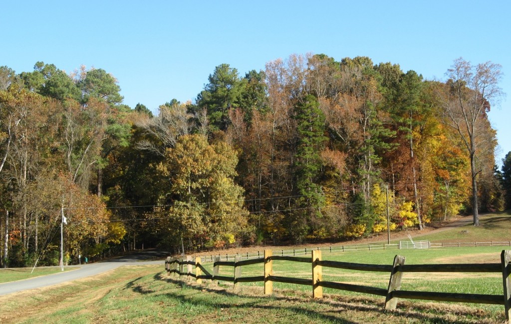 Trees started losing their leaves a few weeks ago and many have no leaves at all, and some have not started to turn yet