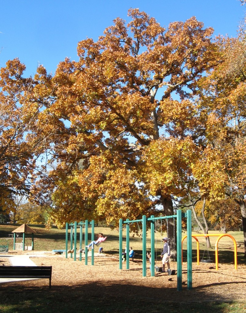 The kids enjoy a swingset at Tanglewood Park