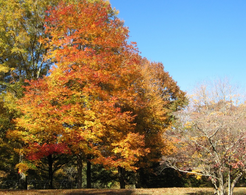 This is one tree with multiple shades of red, orange, yellow and more.