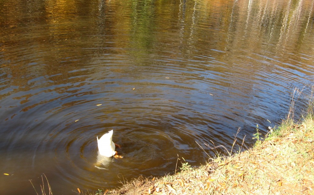 Who can resist the urge to photograph the inspiration of the DA (duck's ass) haircut.