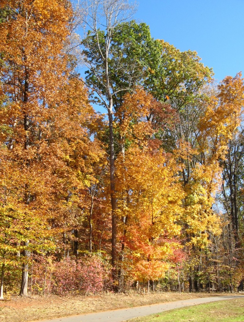 Tanglewood's asphalt walking trail actually had some of the best color in the park.